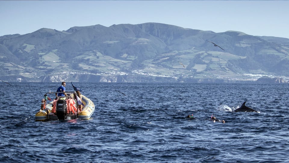 Azores: Swim with Dolphins Atlantic Experience - Who should book (and who really shouldn’t)