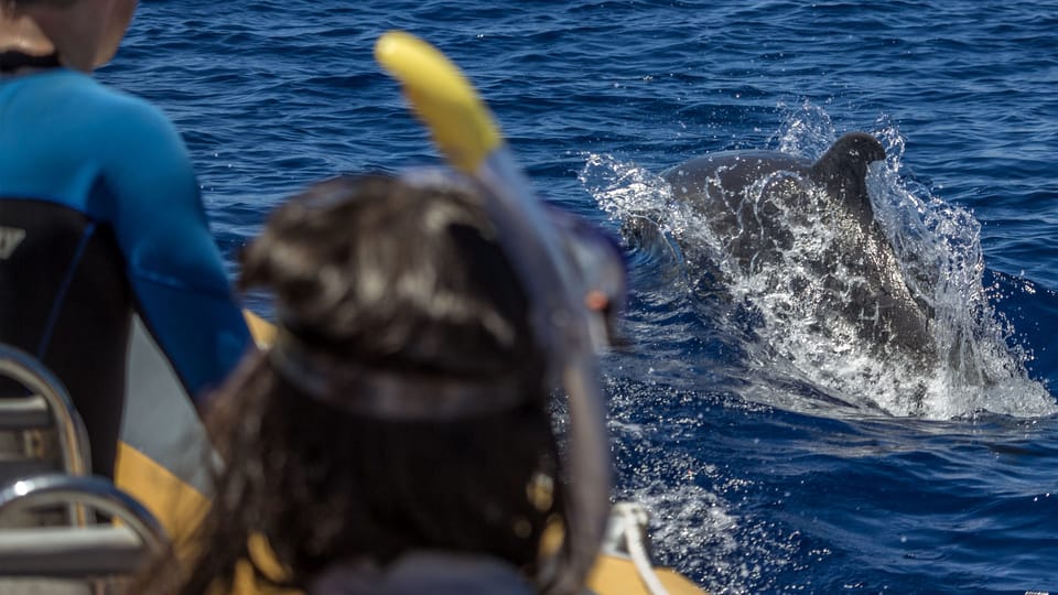 Azores: Swim with Dolphins Atlantic Experience - The dolphin swim: how the crew finds them and how you get in the water