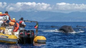 Azores: Whale Watching & Islet Boat Tour w/ Marine Biologist - The cetacean briefing: how guides set you up to spot whales and dolphins