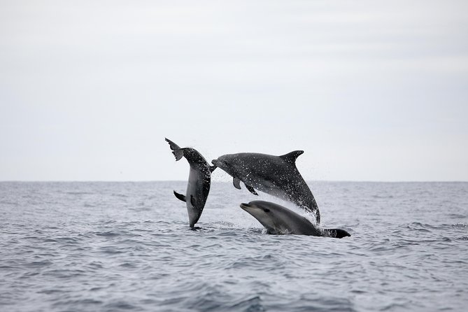 Azores Whale Watching Tour – Ponta Delgada - Whale and dolphin time at sea: expect up to 3 hours of searching