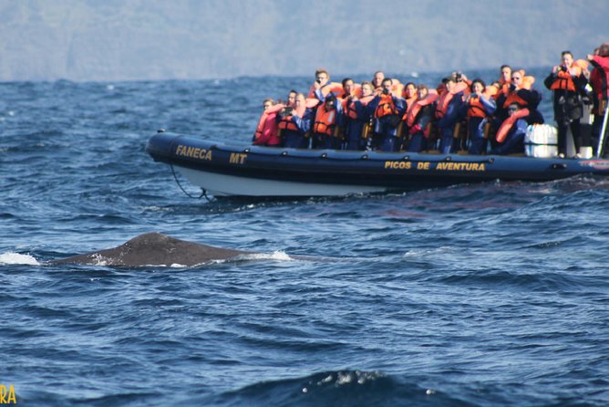 Azores Whale Watching Tour – Ponta Delgada - Stop-by-stop: what happens before you leave the marina and when you come back
