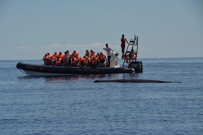 Azores Whale Watching Tour – Ponta Delgada - Pricing and value: $78.60 is really about odds and education