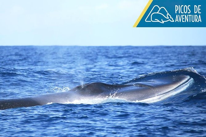 Azores Whale Watching Tour – Ponta Delgada - Who this tour fits best (and who should think twice)