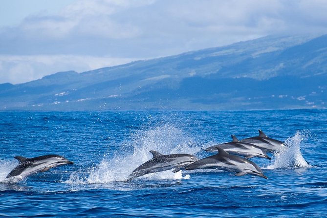 Azores Whale Watching Tour – Ponta Delgada - The route game: southern coast observation points where sightings concentrate