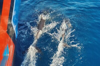 Benagil Caves and Dolphin Watching - 2.5h - Price and value: what $42.34 buys you