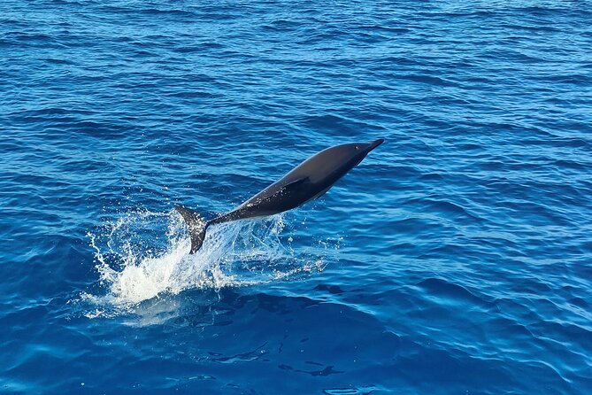 Benagil Caves and Dolphin Watching - 2.5h - Swimming in open water: towel, swimsuit, and weather reality