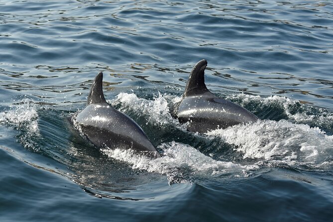Benagil Caves and Dolphin Watching - 2.5h - Comfort on the boat: wind, waves, and what to pack