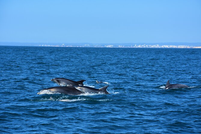 Benagil Caves Visit with Dolphins Watching from Albufeira - Price and value: what $42.33 gets you