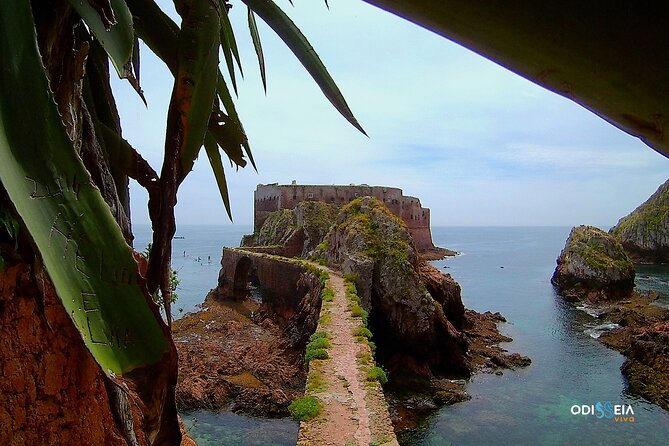 Berlengas Island Catamaran Tour - Round Trip - Underwater viewing and the glass-bottom reality check