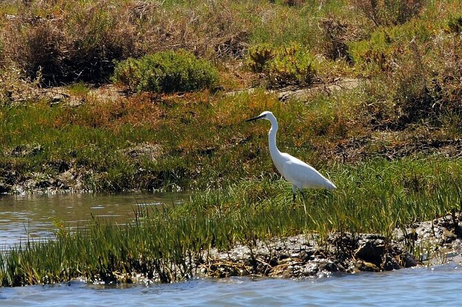 Birdwatching in Ria Formosa - Eco Boat Tour from Faro - Shellfish farms and oyster beds: the bird economy lesson