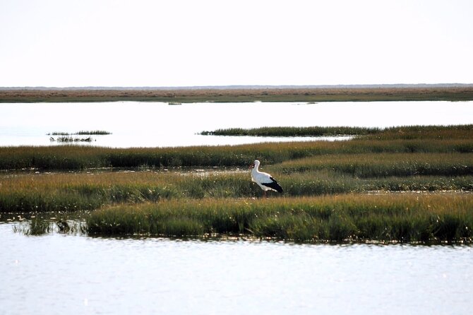 Birdwatching in Ria Formosa - Eco Boat Tour from Faro - Practical tips so you don’t miss the good stuff