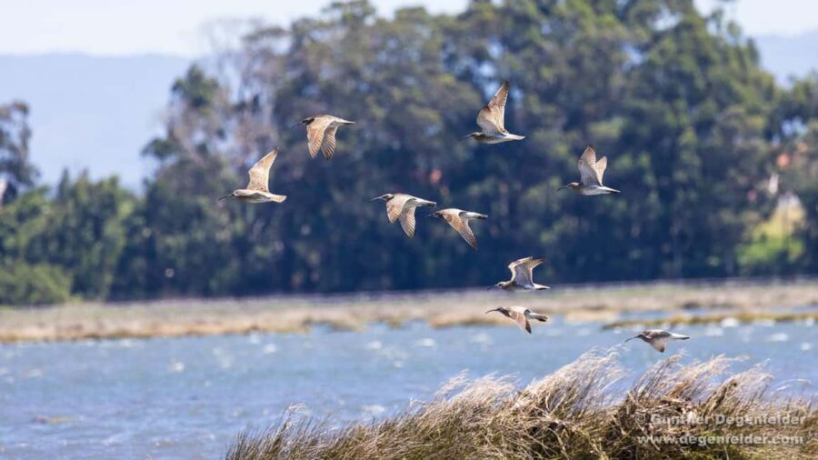 Birdwatching Solar Boat Tour Aveiro Lagon - Quick hits before you go