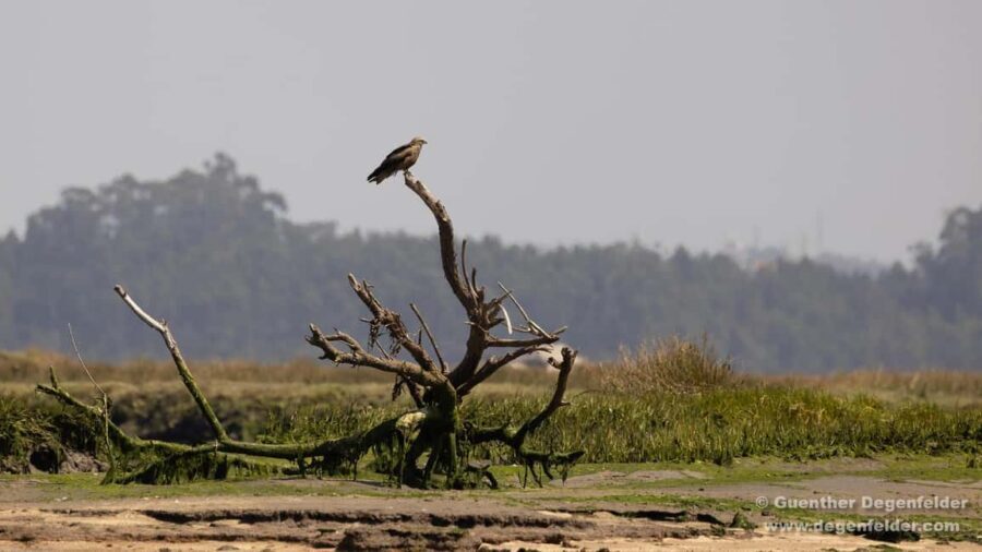 Birdwatching Solar Boat Tour Aveiro Lagon - Why Aveiro’s salty wetlands beat the city canals