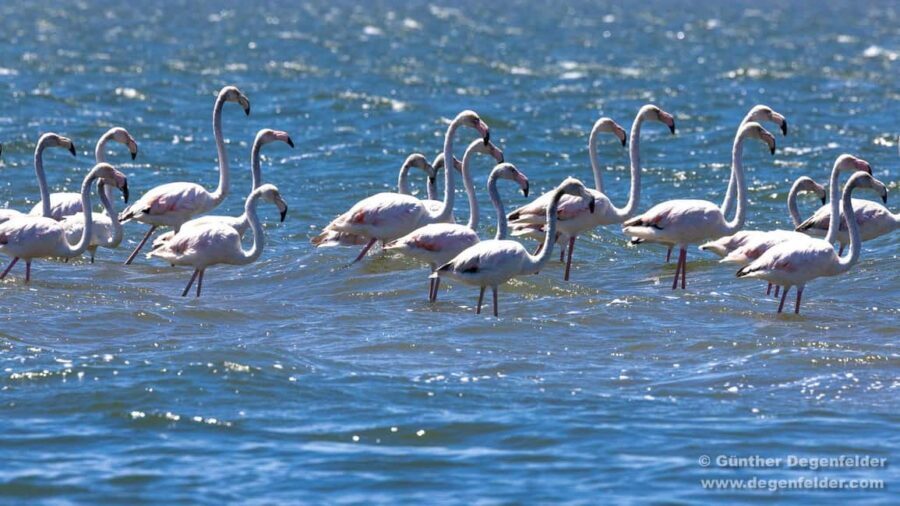 Birdwatching Solar Boat Tour Aveiro Lagon - A 90-minute circuit for birdwatching at low tide