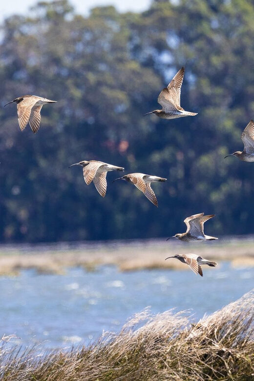 Birdwatching Solar Boat Tour Aveiro Lagon - Wildlife viewing you can actually enjoy (not just watch)
