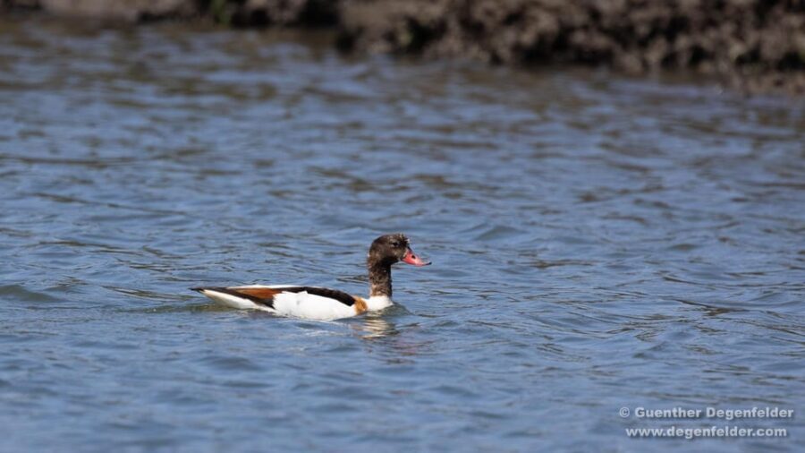 Birdwatching Solar Boat Tour Aveiro Lagon - Binoculars, timing, and the birdwatching strategy that works