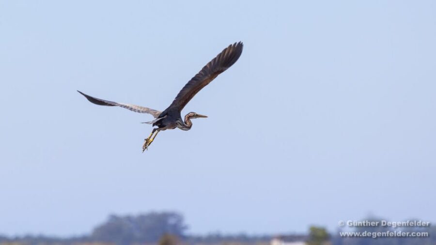 Birdwatching Solar Boat Tour Aveiro Lagon - Who this solar birdwatching tour is best for