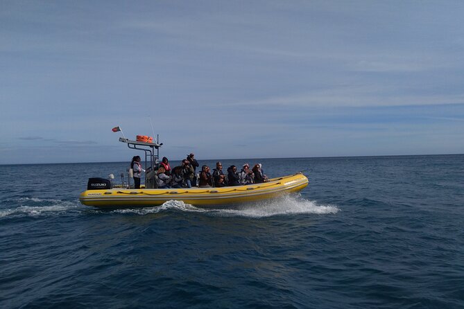 Boat Tour - Arrábida Coves - Should You Book the Arrábida Coves Boat Tour?
