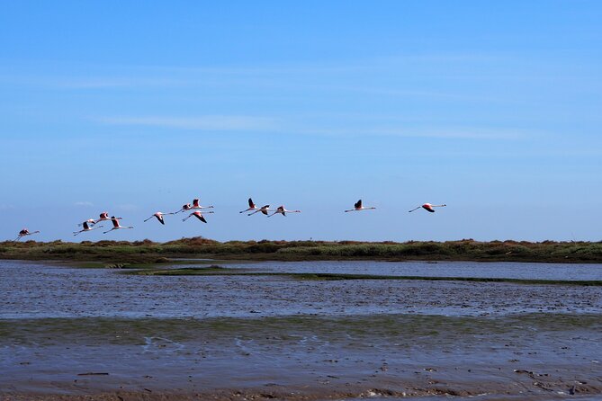 Boat Tour - Bird Observation in the Tejo Nature Reserve - Key highlights you’ll care about