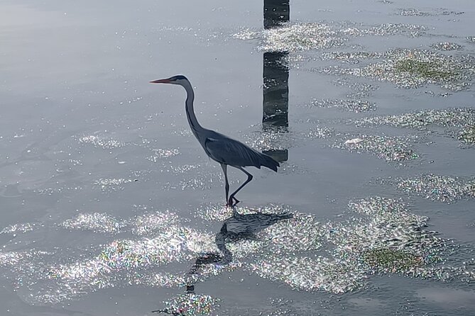 Boat Tour - Bird Observation in the Tejo Nature Reserve - Price and timing: is $60.07 worth a 3-hour bird boat?