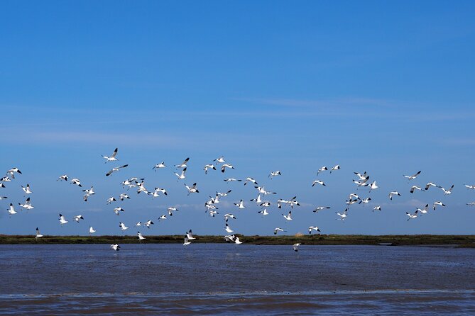 Boat Tour - Bird Observation in the Tejo Nature Reserve - Tagus River and the Tejo Nature Reserve: why this estuary is a big deal