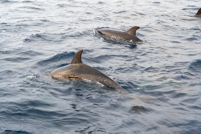 Boat Tour: Cave Tour on The North Coast - Guides and captain style: why the ride feels personal