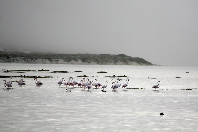 Boat tours in the Óbidos Lagoon - Óbidos Lagoon by boat: why it’s so easy to enjoy