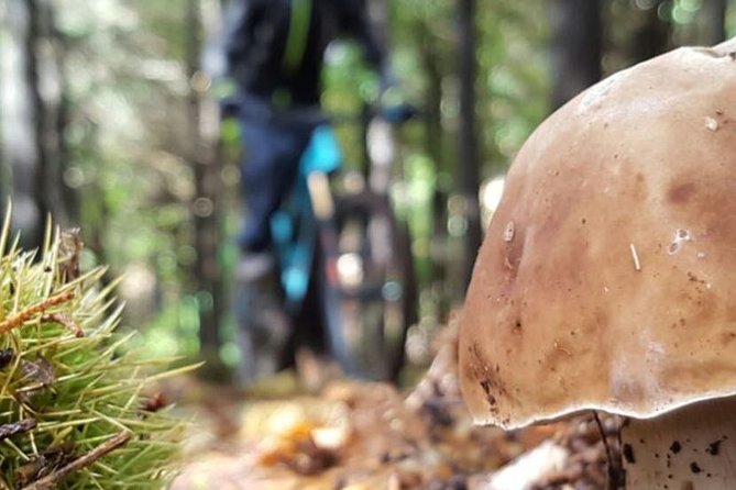 Botanical Trails of Madeira. Mountain biking Trail Experience - Key Highlights You’ll Actually Feel on the Bike