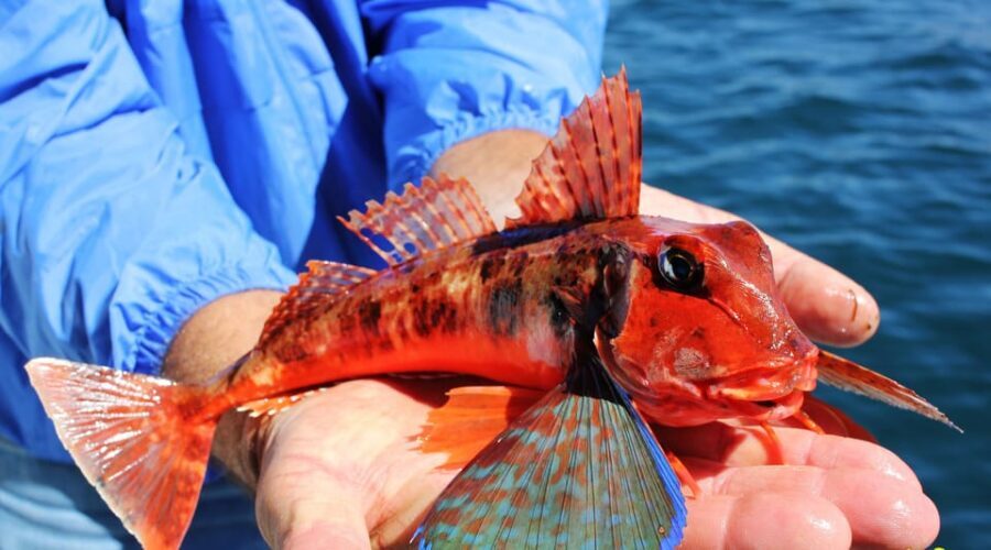 Bottom Fishing Lagos - Price and Value: What $70 Includes (and What Group Discounts Change)