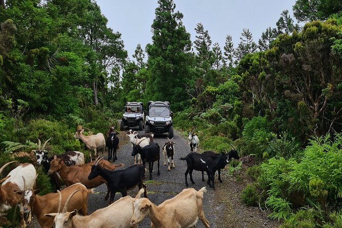 BUGGY TOUR - West / Center of the island (off-road) - What you’ll see on the way: forests, red-dust terrain, and farm life up close