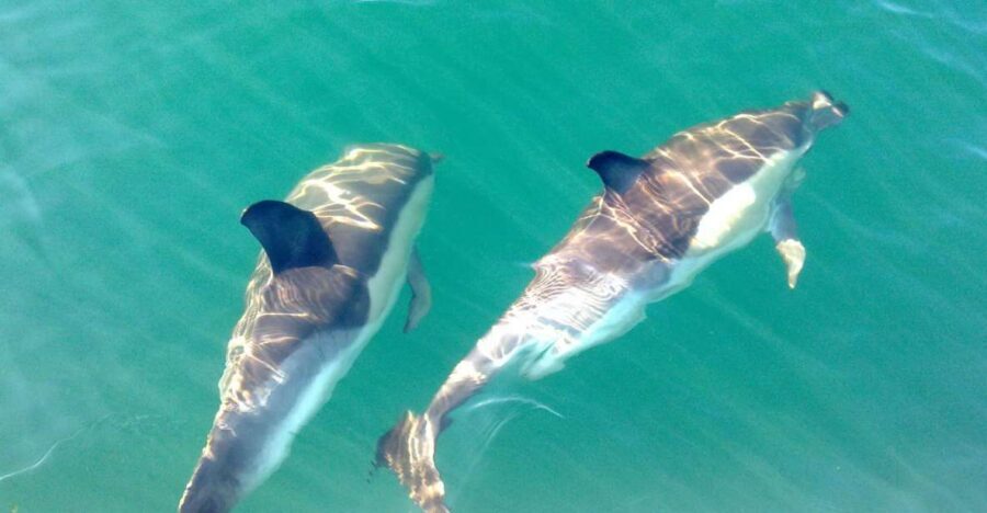 Cabanas de Tavira: Dolphin Watching Boat Tour - Where the tour starts and what happens onboard