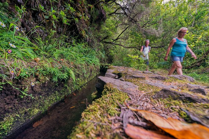 Caldeirão Verde Levadas Walk in Madeira - Price and value: is $52.86 worth it?