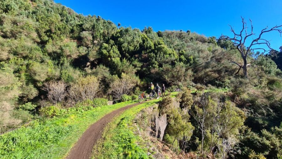Camacha: Levada Trail e-Bike Guided Tour - The dirt-road climb toward Santo da Serra viewpoint (and yes, the sheep)