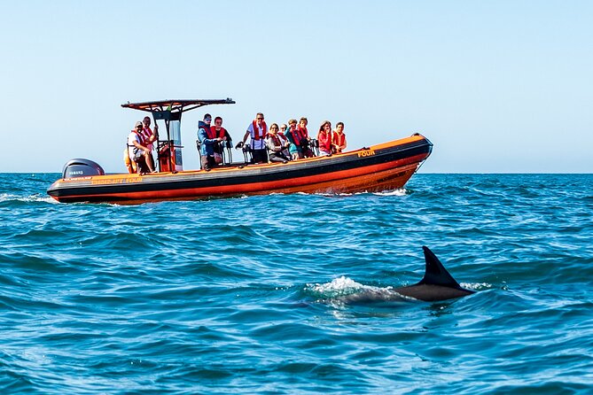 Cascais coast: Dolphin watching - Dolphins Off Cascais: What Makes This Boat Trip Special