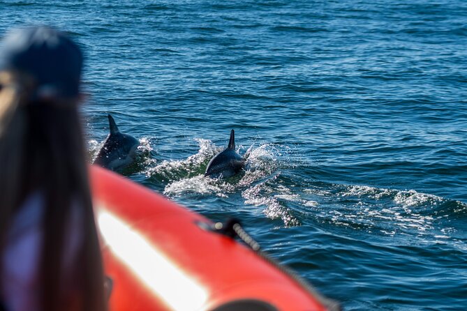 Cascais coast: Dolphin watching - What the Crew Does for Safety (and Your Comfort)