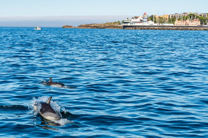 Cascais coast: Dolphin watching - Best Day to Go: When Conditions Matter Most