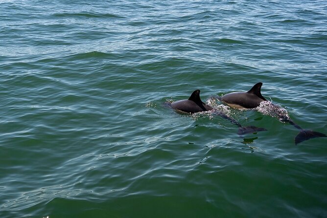 Cascais coast: Dolphin watching - Cascais Marina Start: How the Timing and Flow Feels