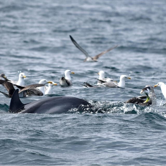 Cascais: Dolphin Watching Speedboat Tour - Cascais Marina: Your Starting Line at Pier M