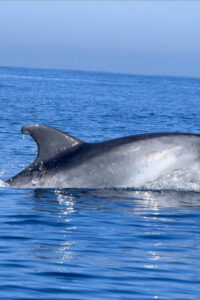 Cascais: Dolphin Watching Speedboat Tour - The 2-Hour Flow: Cruise Out, Secret Wildlife Stop, Back Again