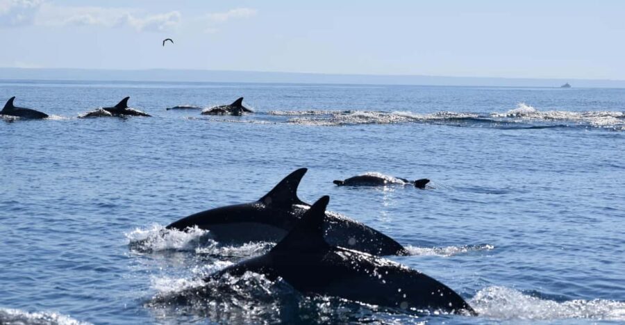 Cascais: Dolphin Watching Speedboat Tour - Who the Crew Is and Why It Changes the Trip