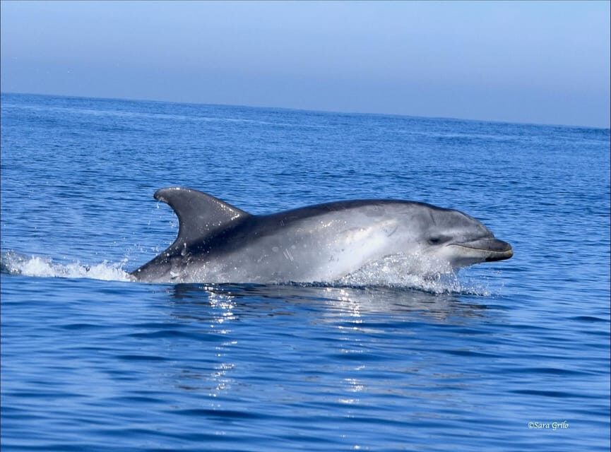 Cascais: Dolphin Watching Speedboat Tour - Dolphins, Whales, and Seabirds: What You Can Actually Hope to See