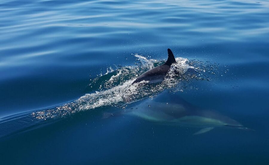 Cascais: Dolphin Watching Speedboat Tour - Comfort and Safety: Life Vests, Wind, Wet Weather, and Real Limits