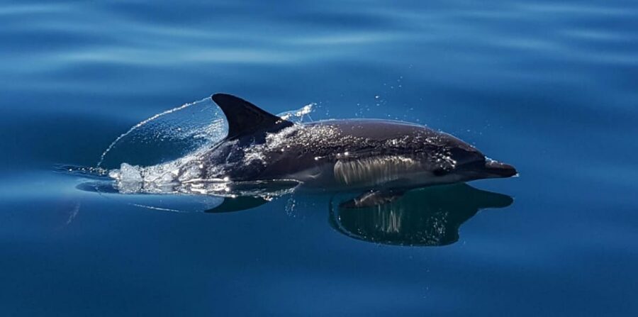Cascais: Dolphin Watching Speedboat Tour - Price and Value: Is $76 Worth It for Two Hours?