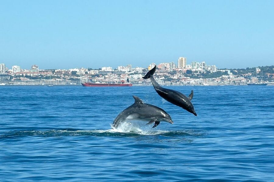 Cascais: Dolphin Watching Speedboat Tour - Who This Tour Fits Best in Your Cascais Day