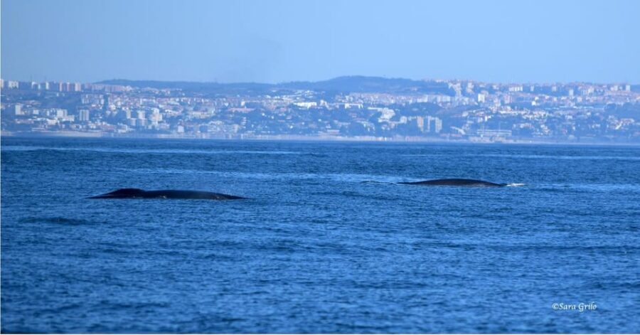 Cascais: Dolphin Watching Speedboat Tour - Should You Book This Dolphin Watching Speedboat Tour in Cascais?