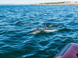 Cascais: Dolphin Watching Tour - Where to meet and how to get yourself ready