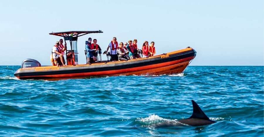 Cascais: Dolphin Watching Tour - On the water: safety and respect that shape your viewing