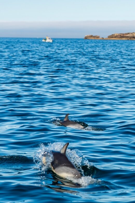 Cascais: Dolphin Watching Tour - What makes the experience feel well-run