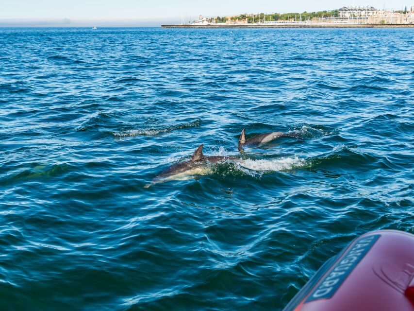 Cascais: Dolphin Watching Tour - Where to meet and how to get yourself ready