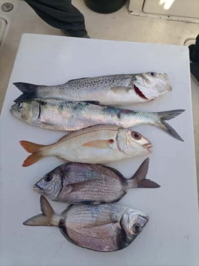 Cascais: Half-Day Fishing Trip - What the Crew Teaches You in Those 3 Hours